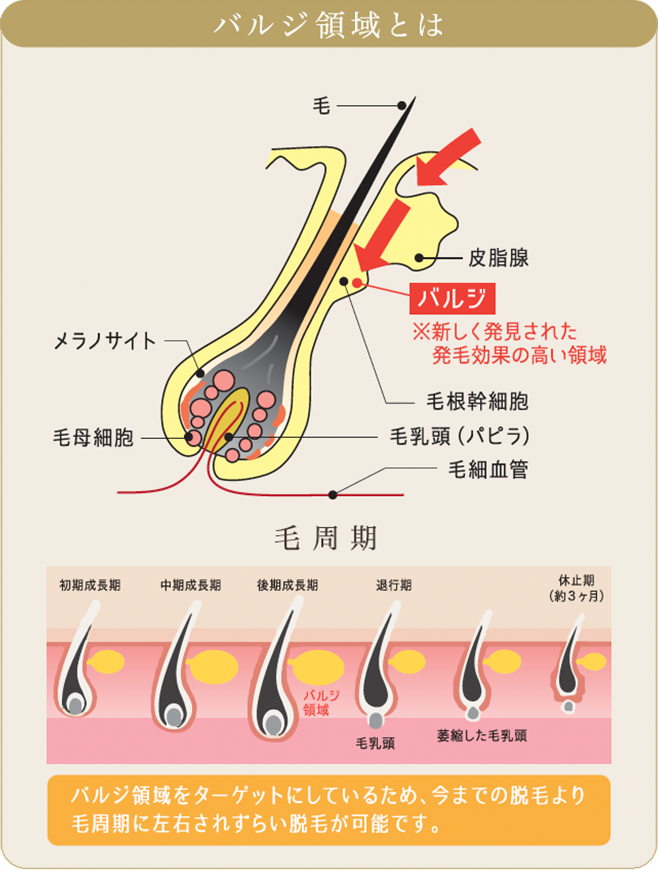 バルジ領域とは